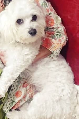 Aviso de Afiliado 1 mi-perrito-maltes-europeo