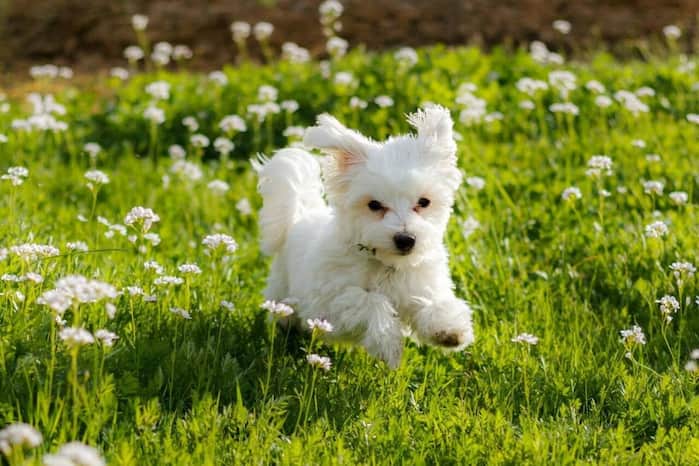 Bichón Maltés Toy: Información y Curiosidades 19 perrito de juguete bichon maltes toy paseo
