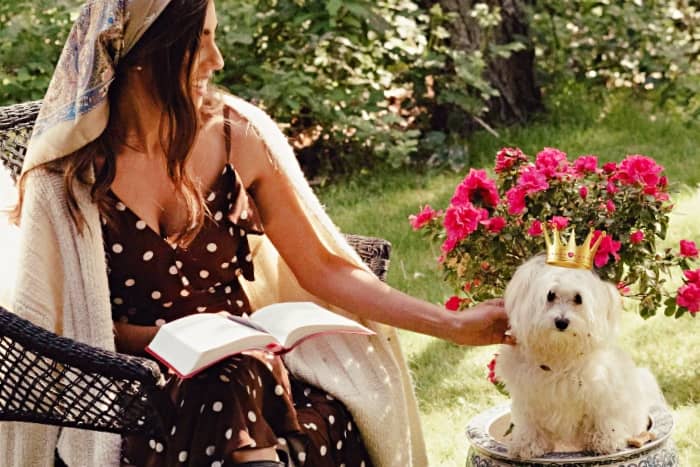 Bichón Maltés estándar o puro, el perro auténtico de la raza Maltese 1 perro bichon maltes estandar puro