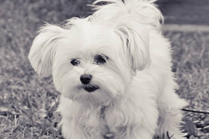 Bichón Maltés estándar o puro, el perro auténtico de la raza Maltese 3 perro bichon maltes estandar