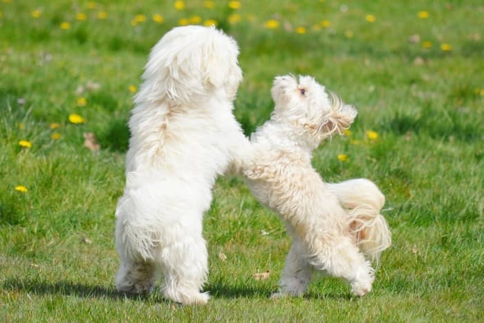 perros bichones malteses educacion