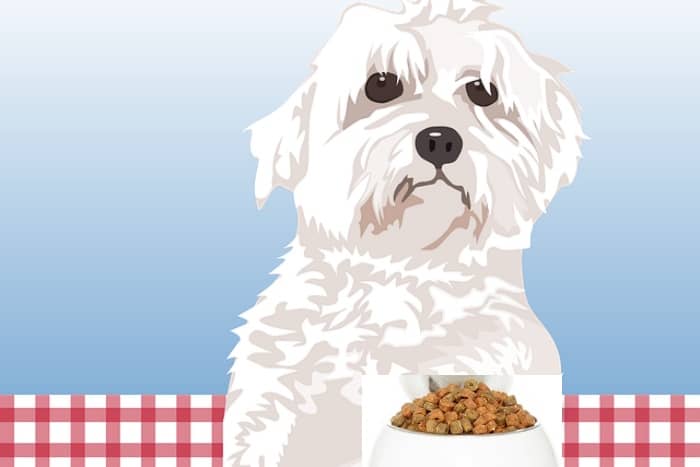 Bichón Maltés estándar o puro, el perro auténtico de la raza Maltese 12 mejor pienso para bichon maltes