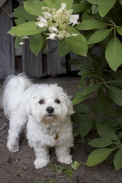 Cómo Educar a un Bichón Maltés a Hacer sus Necesidades: Guía Fácil 7 educacion perro maltes