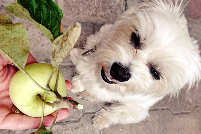 ¿Qué Come un perro Bichón Maltés?-Guía Especial de Alimentación 8 alimentos-prohibidos-perro-bichon-mlates