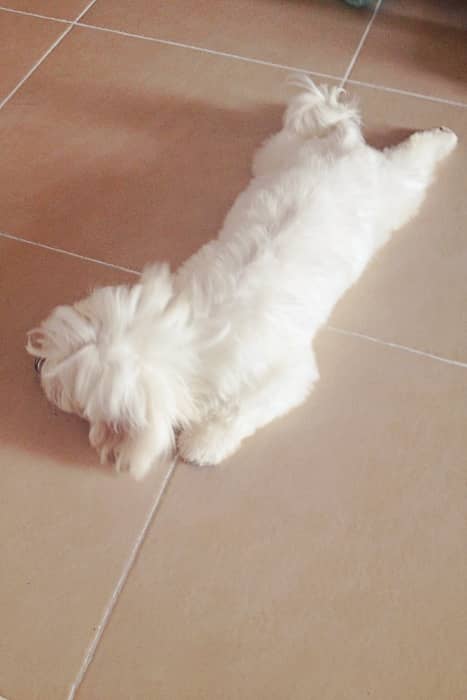 donde-debe-dormir-cachorro-maltes