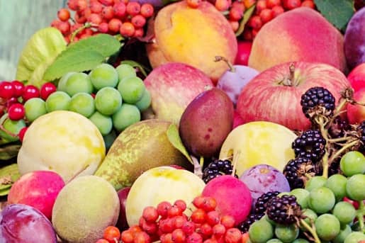 13+ Alimentos prohibidos para tu Bichón Maltés 6 frutos alimentos con huesos prohibidos para perro bichon maltes