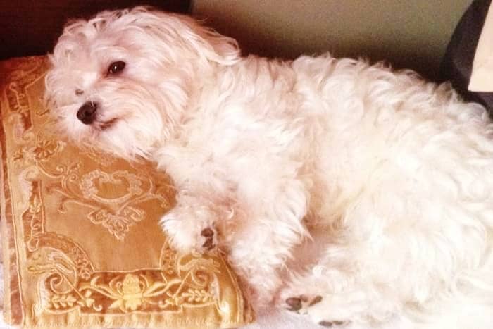 sofa para perro pequeño comprar