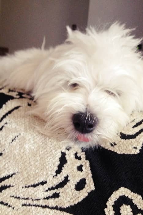 perro duerme en sofa