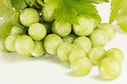 13+ Alimentos prohibidos para tu Bichón Maltés 2 uvas