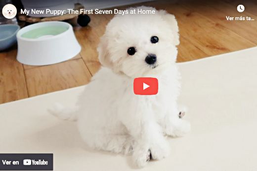 video cachorro bichon maltes