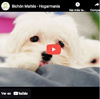 Bichón Maltés estándar o puro, el perro auténtico de la raza Maltese 18 video de criadores de raza de perros maltes