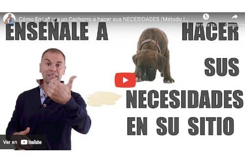 Cómo Educar a un Bichón Maltés a Hacer sus Necesidades: Guía Fácil 4 video tutorial como enseñar a perro hacer sus necesidades