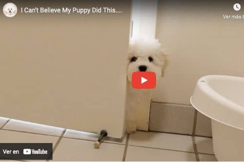 Cómo Educar a un Bichón Maltés a Hacer sus Necesidades: Guía Fácil 5 video divertido sobre bichon maltes cachorro