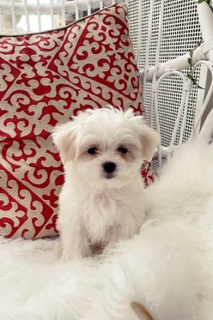 Bichón Maltés Toy: Información y Curiosidades 12 perro-bichon-maltes-coreano