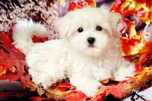 Bichón Maltés Toy: Información y Curiosidades 28 adoptar bichon maltes toy gratis