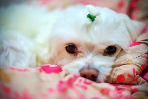 Cómo adoptar un Bichón Maltés (sin "sorpresas" y disgustos) 1 adoptar un bichon maltes