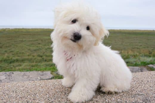 Cómo adoptar un Bichón Maltés (sin "sorpresas" y disgustos) 5 adoptar un bichon maltes protectora