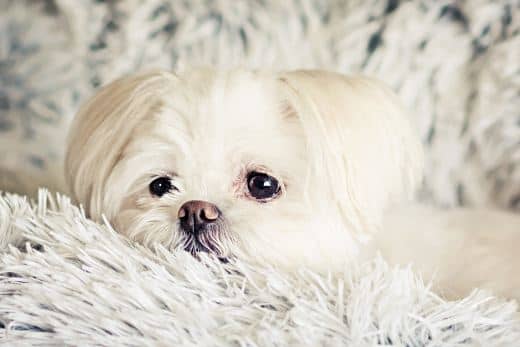 Bichón Maltés Toy: Información y Curiosidades 25 bichon maltes americano toy precio cachorro