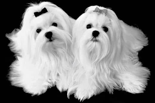 Sobre nosotros 7 perro bichón maltés toy