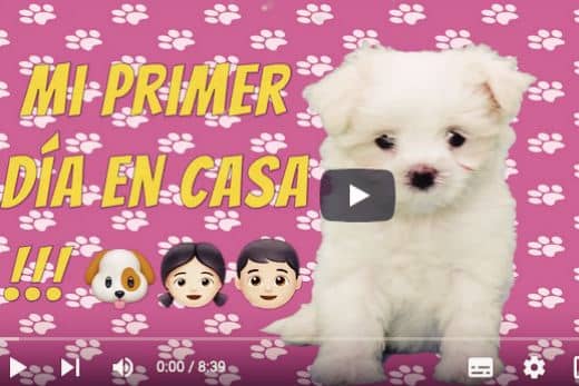 Bichón Maltés Toy: Información y Curiosidades 30 bichon-maltes-toy-americano-2-meses-video