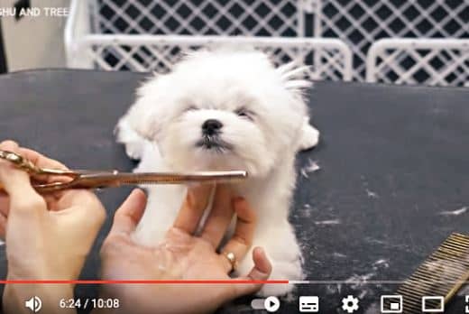 Bichón Maltés Toy: Información y Curiosidades 31 bichon-maltes-toy-corte-de-pelo-video