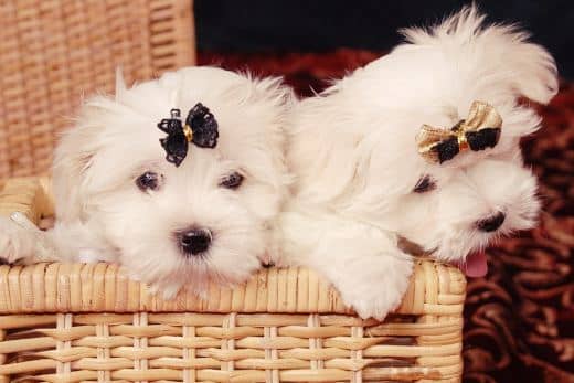 Bichón Maltés Toy: Información y Curiosidades 33 bichon maltes toy fotos