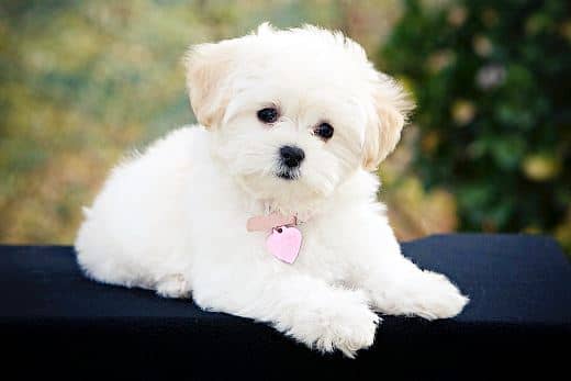 Bichón Maltés Toy: Información y Curiosidades 34 bichon maltes toy precio