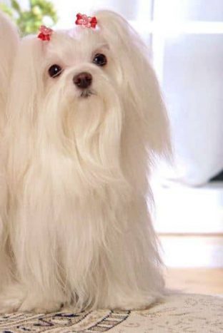 Bichón Maltés Toy: Información y Curiosidades 27 bichon maltes precio toy