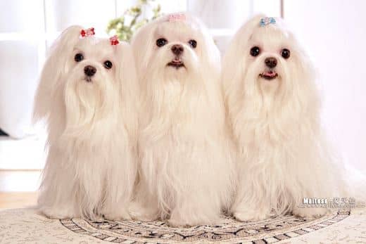 Bichón Maltés Toy: Información y Curiosidades 35 bichon maltes toys imagenes