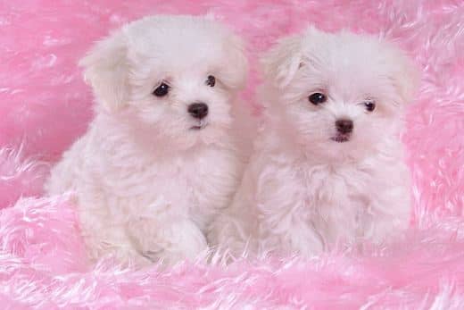 Bichón Maltés Toy: Información y Curiosidades 36 cachorros-bichon maltes toy americano