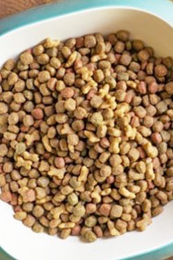 ¿Qué Come un perro Bichón Maltés?-Guía Especial de Alimentación 7 cambio dieta perro