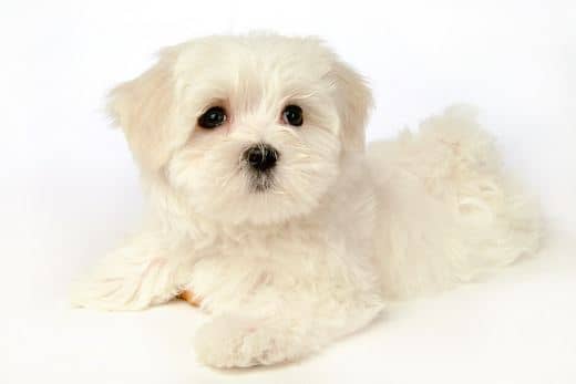 Bichón Maltés Toy: Información y Curiosidades 26 comprar un bichon maltes toy