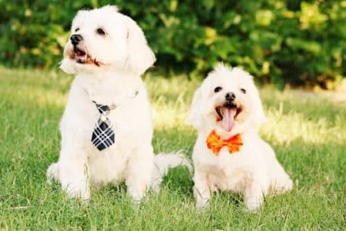 Bichón Maltés Toy: Información y Curiosidades 10 diferencia-bichon-maltes-toy-y-maltes-europeo