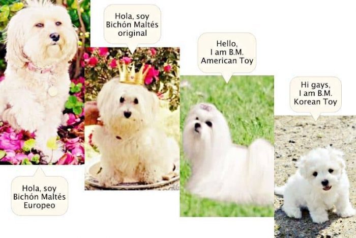 Bichón Maltés Toy: Información y Curiosidades 9 diferencia-entre-bichon-maltes-europeo-normal-toy-americano-coreano