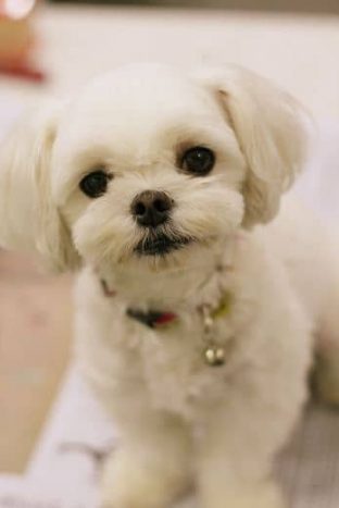 Bichón Maltés Toy: Información y Curiosidades 11 perrito-bichon-maltes-mini-americano