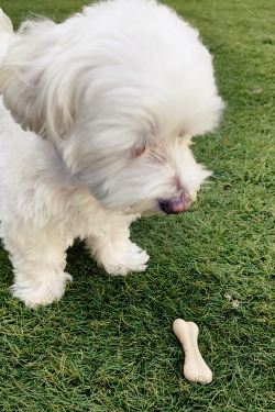 ¿Qué Come un perro Bichón Maltés?-Guía Especial de Alimentación 9 maltes-perro-gourmet