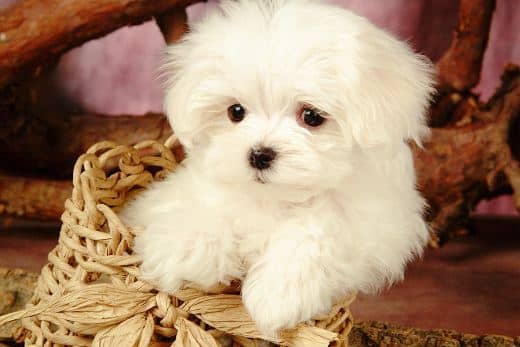 Bichón Maltés Toy: Información y Curiosidades 3 mini bichon maltes toy