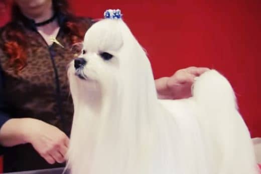 Bichón Maltés Toy: Información y Curiosidades 32 peluqueria-canina-bichon-maltes-pelo-largo