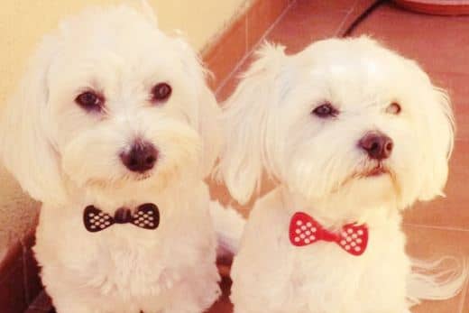 peritos-en-adoptacion-pequeños