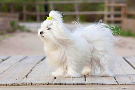 Bichón Maltés Toy: Información y Curiosidades 37 perrita toy bichon maltes