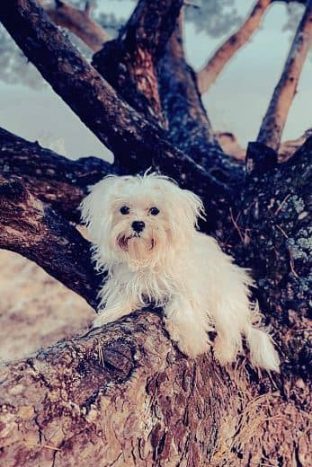 Bichón Maltés Toy: Información y Curiosidades 6 perrito-blanco-de-la-antiguedad-maltes