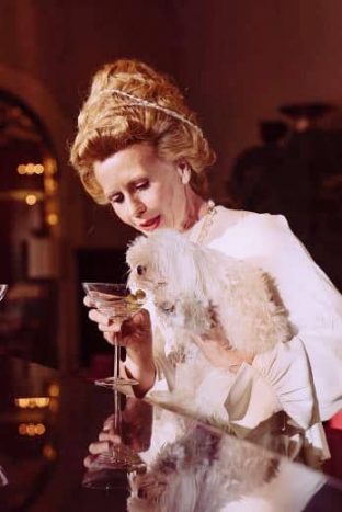 Bichón Maltés Toy: Información y Curiosidades 7 perro bichon maltes mini