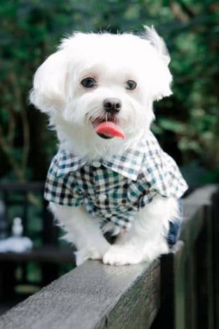 Bichón Maltés Toy: Información y Curiosidades 24 perro bichon maltes toy