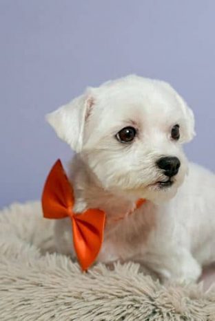 Bichón Maltés Toy: Información y Curiosidades 18 bichon maltes toy adulto tamaño