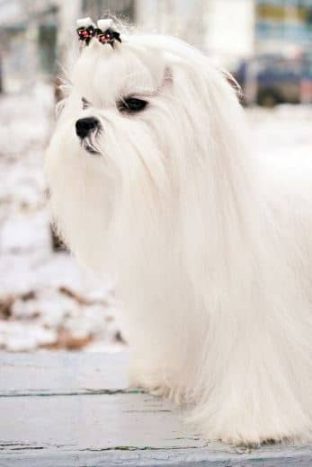 Bichón Maltés Toy: Información y Curiosidades 14 perro estandar bichon maltes