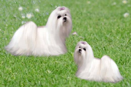 tamaño del bichon maltes y maltes toy