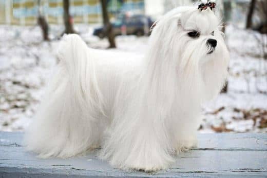 Bichón Maltés Toy: Información y Curiosidades 8 toy bichon maltes americano