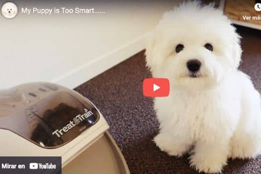 ¿Qué Come un perro Bichón Maltés?-Guía Especial de Alimentación 10 video-alimentacion-adiestramiento-cachorro-maltes