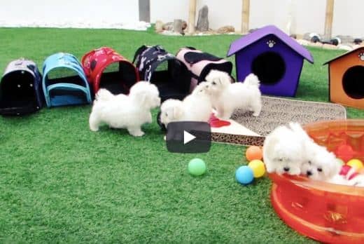 Bichón Maltés Toy: Información y Curiosidades 29 video-gracioso-bichon-maltes-toy