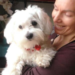 Sobre nosotros 1 web mi bichon maltes